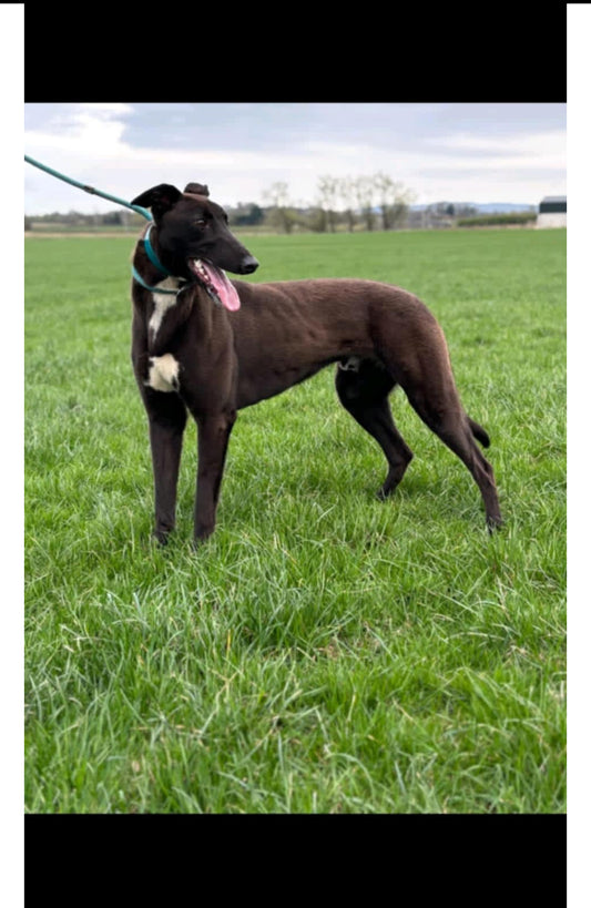 Mob de Souza greyhound shares
